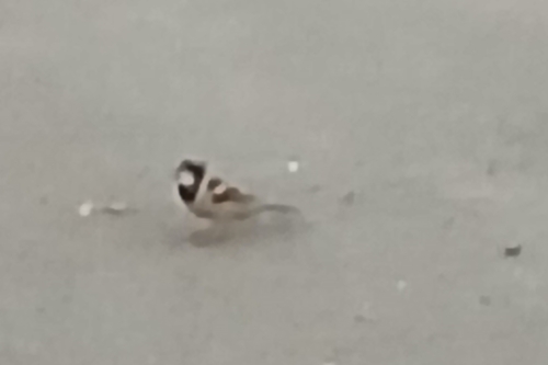 House Sparrow
