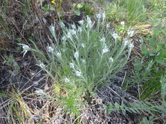 Leontopodium leontopodioides