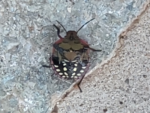 Southern Green Stink Bug