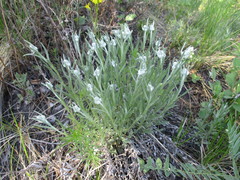 Leontopodium leontopodioides