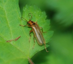 Lycocerus vitellinus