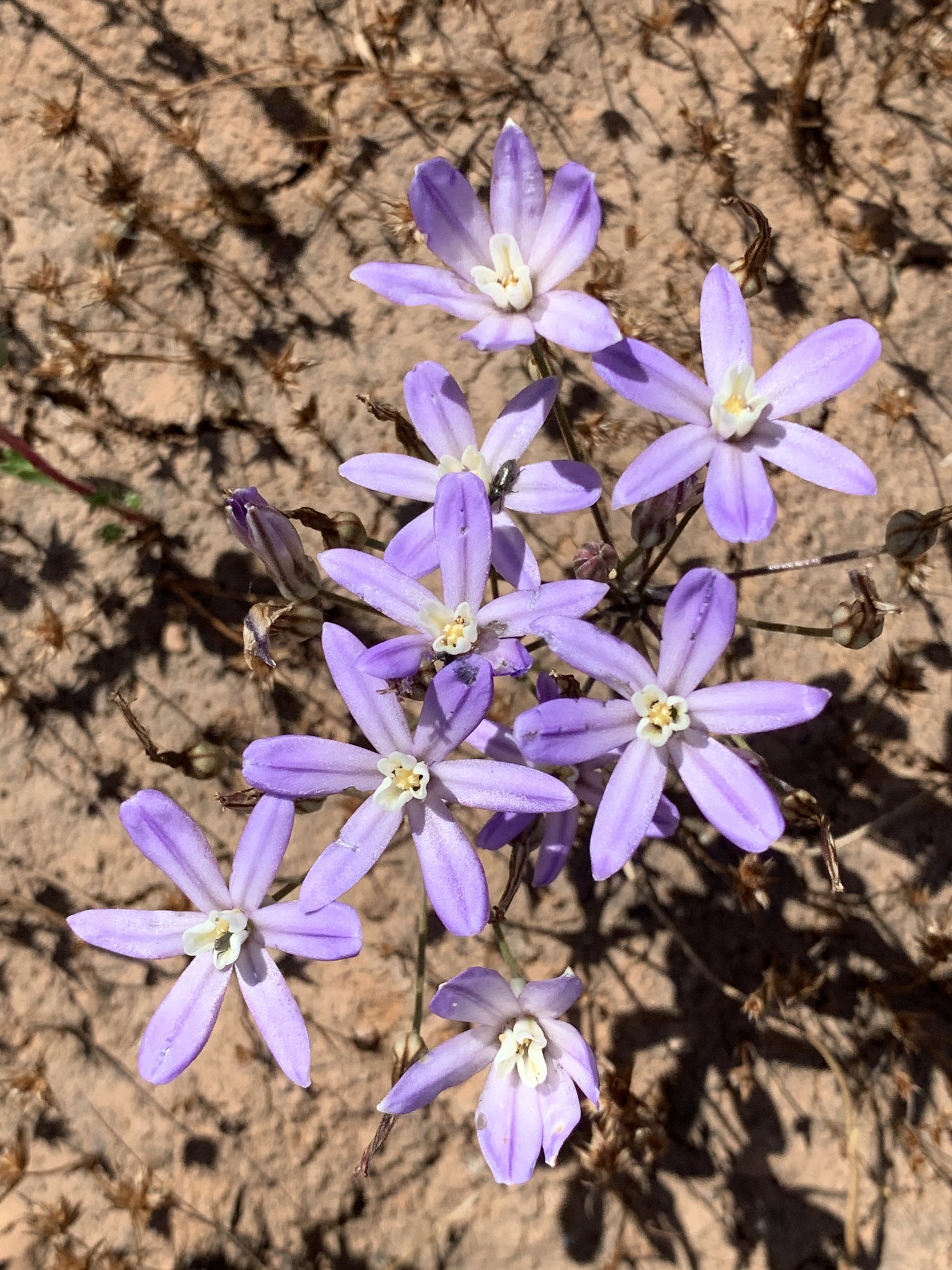 Brodiaea nana