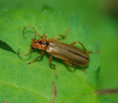 Lycocerus vitellinus