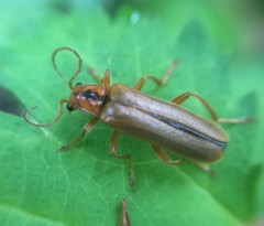 Lycocerus vitellinus