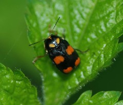 Cryptocephalus tetrathyrus