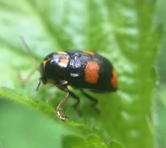 Cryptocephalus tetrathyrus