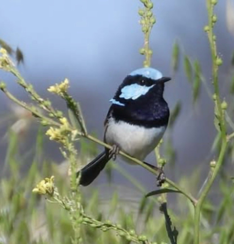 Superb Fairywren