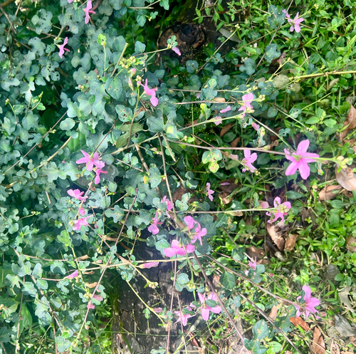 Urena procumbens observed 2026-10-03