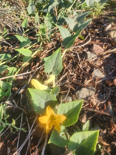 Buffalo Gourd