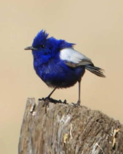 White-winged Fairywren