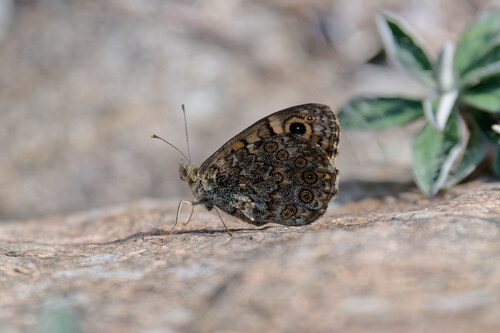 Wall Brown