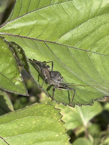North American Wheel Bug