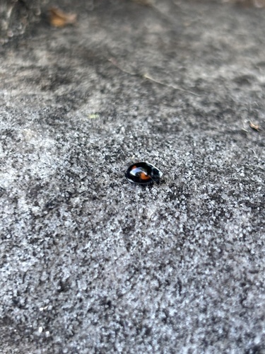 Pine Ladybird