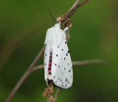 Spilosoma punctaria