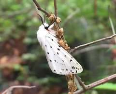 Spilosoma punctaria