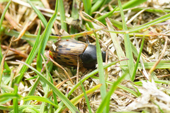 Acrossus luridus
