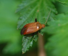 Castanopsides kerzhneri