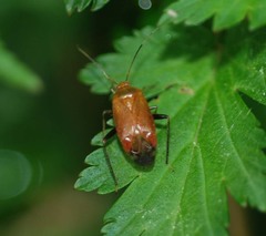 Castanopsides kerzhneri
