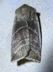 Eupsilia devia