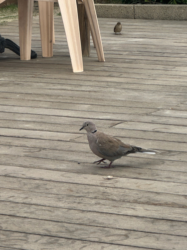 Eurasian Collared-Dove
