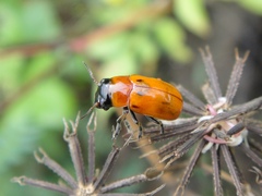 Coptocephala pallens