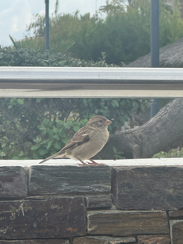 House Sparrow