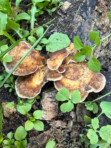 Giant Polypore