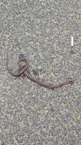 Red-banded Snake