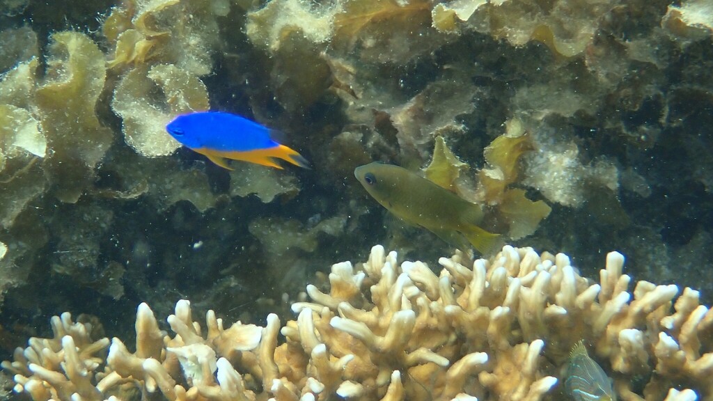 Azure Damselfish