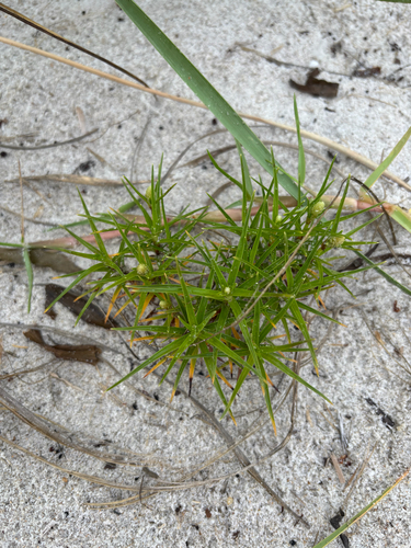 Cyperus pedunculatus observed 2026-10-03