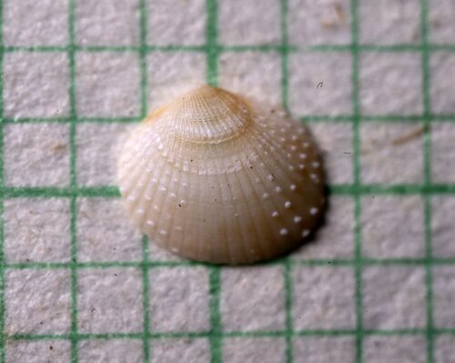 Parvicardium pinnulatum observed 2026-10-02
