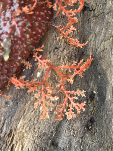 Microcladia observed 2026-10-02