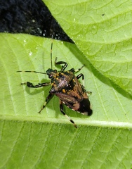 Eocanthecona concinna