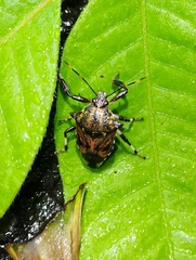 Eocanthecona concinna