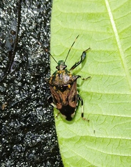 Eocanthecona concinna