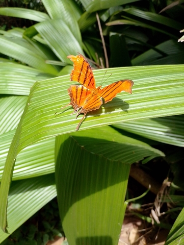 Ruddy Daggerwing