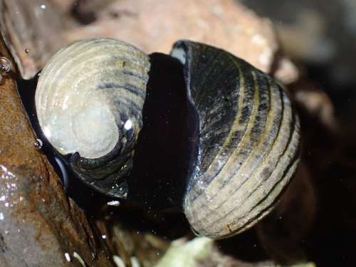 Nerita costata observed 2026-10-03
