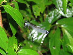 Psolodesmus mandarinus