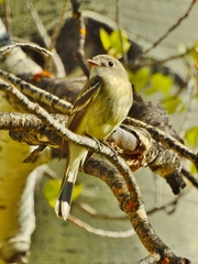 Empidonax occidentalis