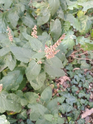 woodland germander