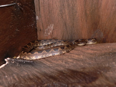 Leptodeira ashmeadii