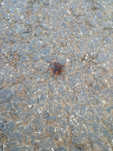 Forest Bug