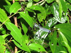 Psolodesmus mandarinus