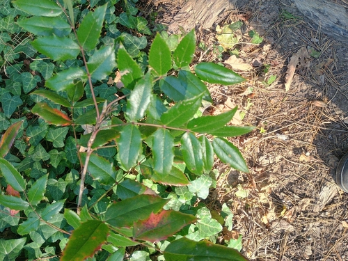 Oregon grape