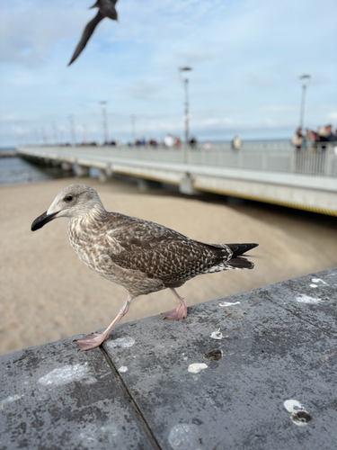 European Herring Gull