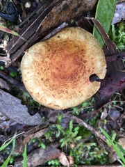 Amanita xanthocephala