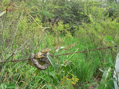 Corallus ruschenbergerii