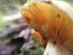 Amanita xanthocephala