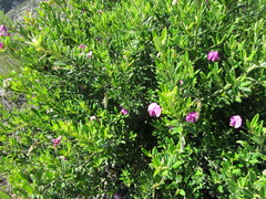 Podalyria buxifolia
