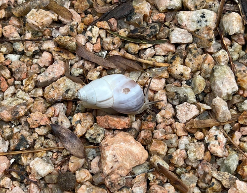 Striped Rabdotus Snail